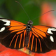 Illustration for article titled The convergent evolution of butterflies is controlled by a single gene